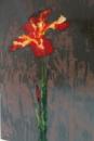 Stillight- iris rosso, cm 40x60- Pittura a gran fuoco e grisaille su vetro